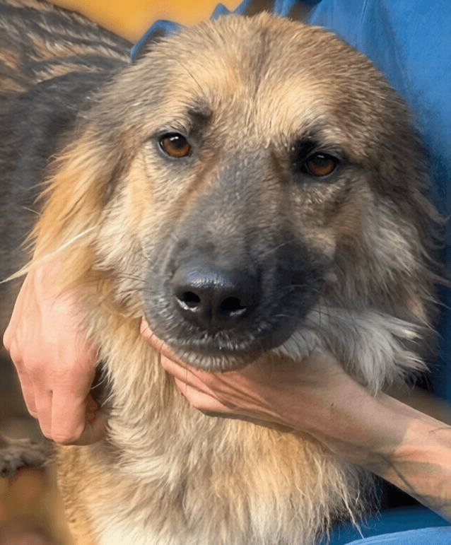 Pinda - German Shepherd Dog available for adoption in British Columbia
