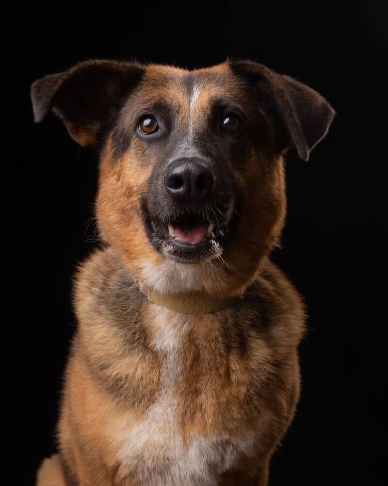 Aramis - Shepherds (All Types) available for adoption in British Columbia