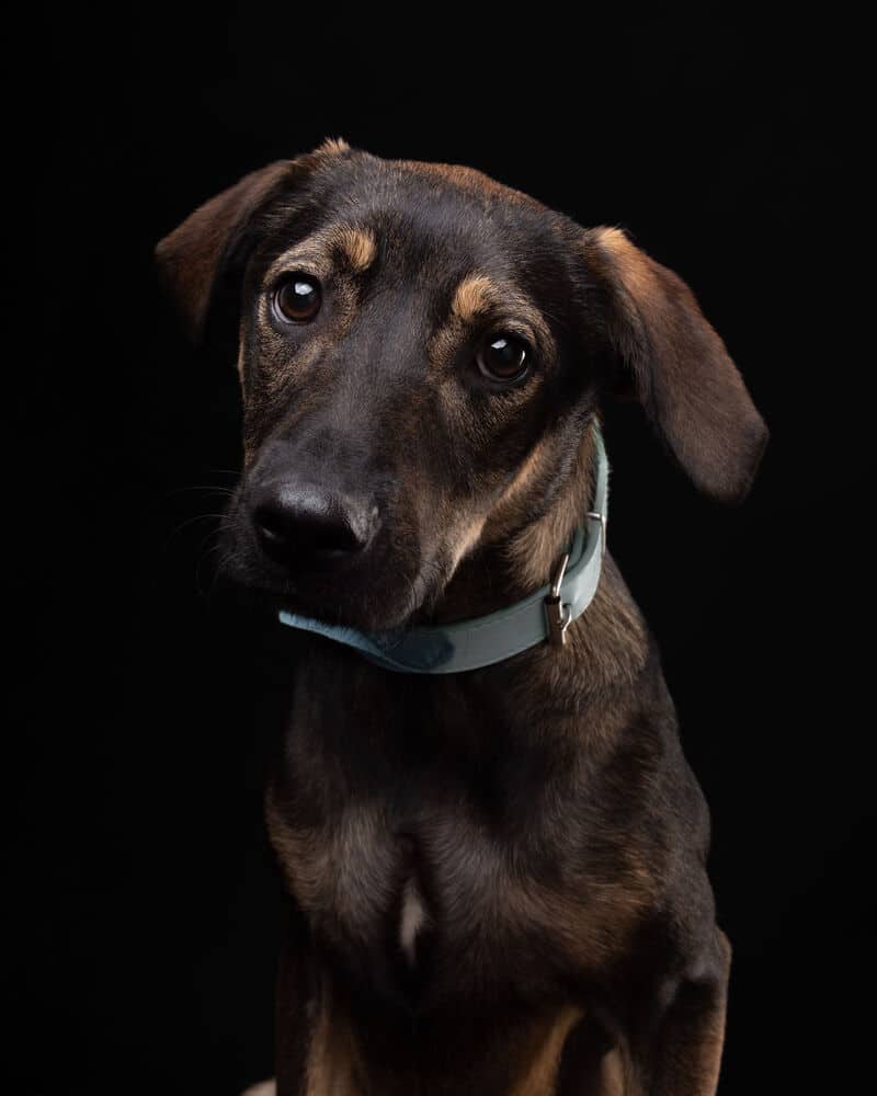 Angelo - German Shepherd Dog / Labrador Retriever available for adoption in British Columbia