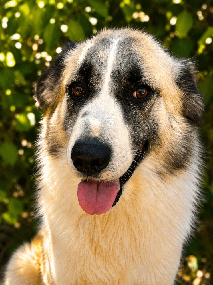 Ether - Great Pyrenees / Border Collie available for adoption in British Columbia