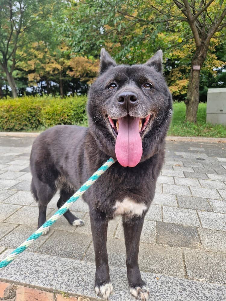 Vega - Jindo available for adoption in Calgary