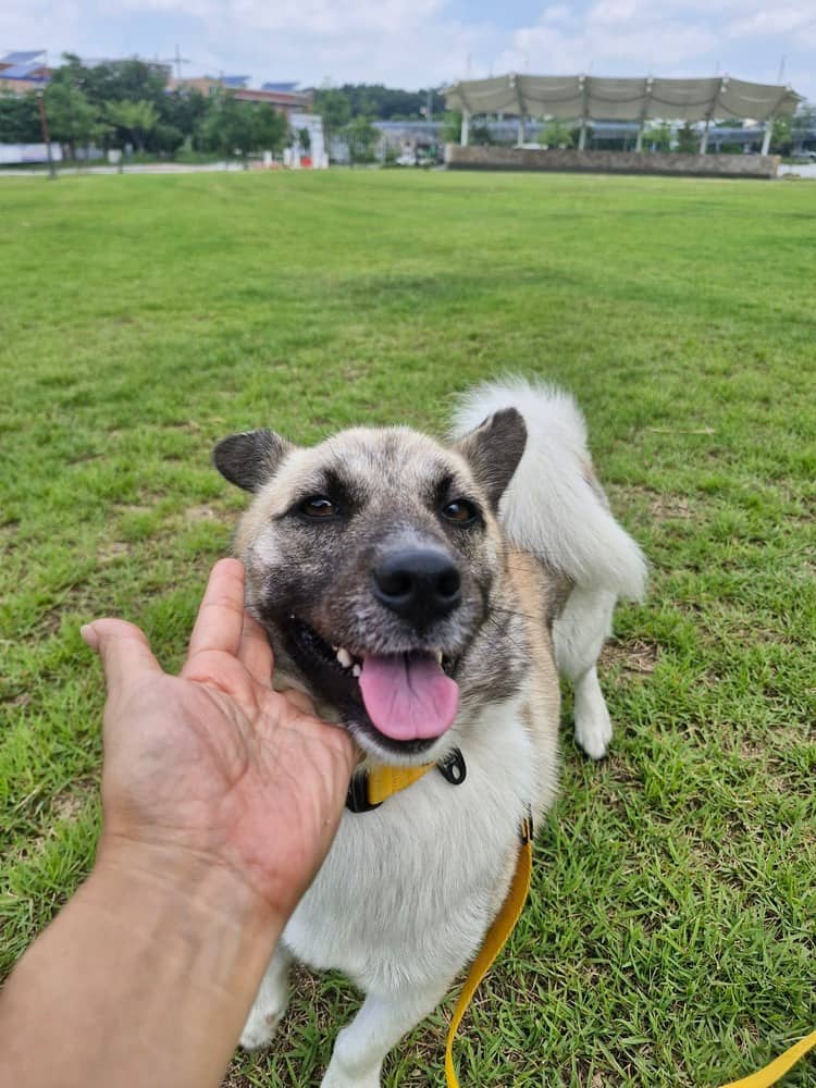 Noel - Jindo / Spitz (Unknown Type, Small) available for adoption in Calgary