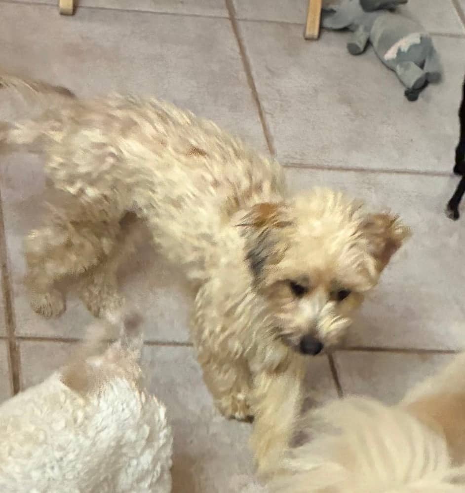 Mae - Maltese available for adoption in British Columbia