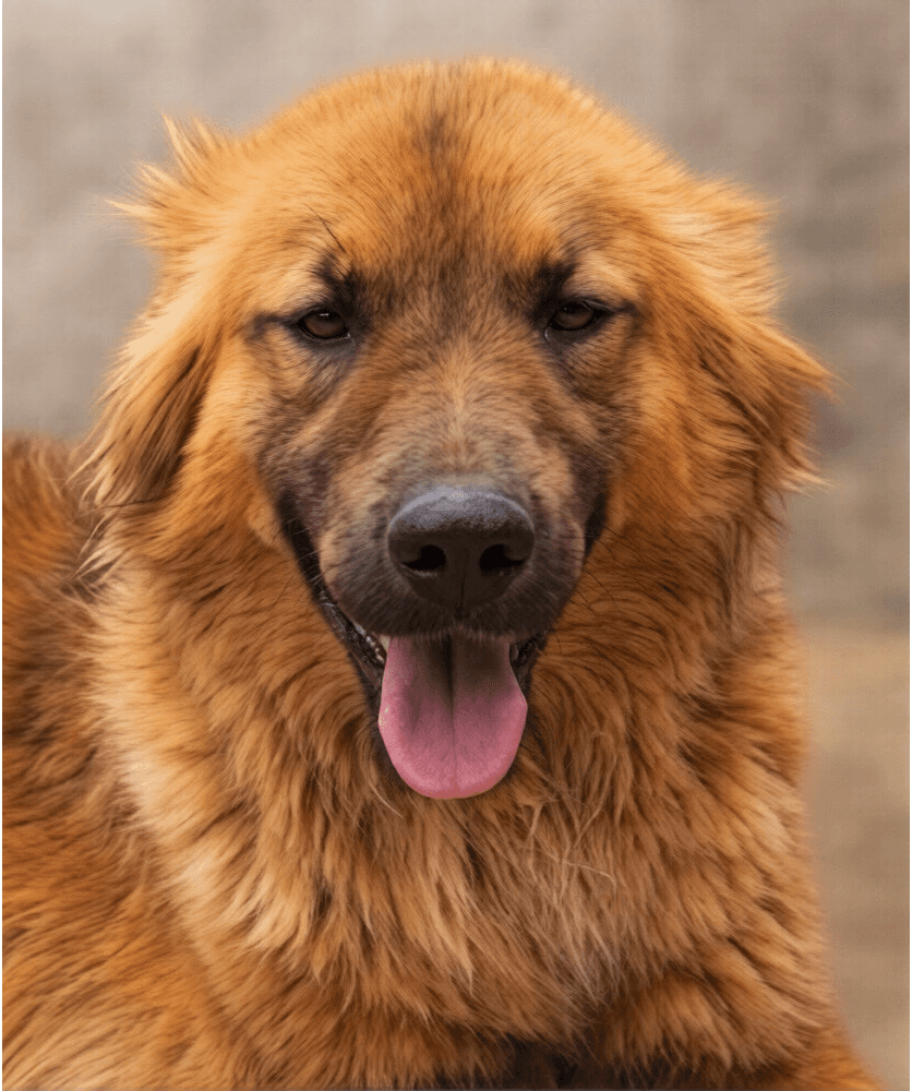 Golda - Golden Retriever available for adoption in British Columbia