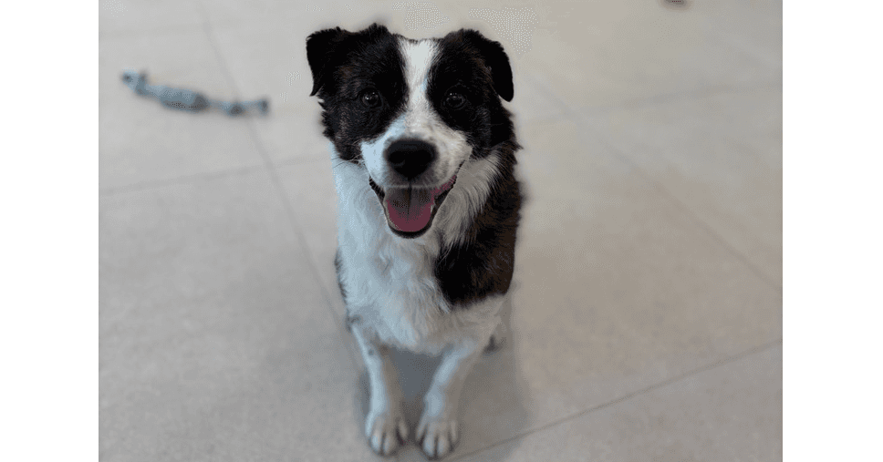 Taino - Border Collie / Jindo available for adoption in British Columbia