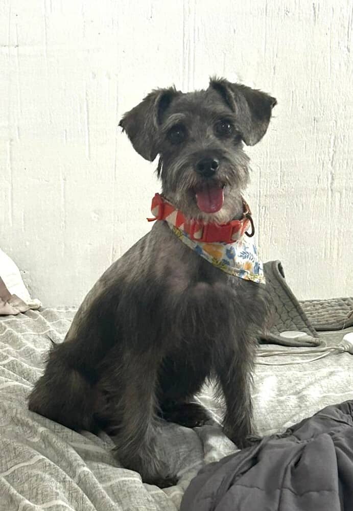 Mira - Schnauzer (Standard) available for adoption in British Columbia