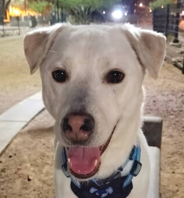 Dusty - Siberian Husky / Australian Cattle Dog available for adoption in British Columbia