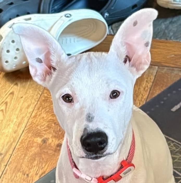 Wendy - Staffordshire Bull Terrier available for adoption in British Columbia