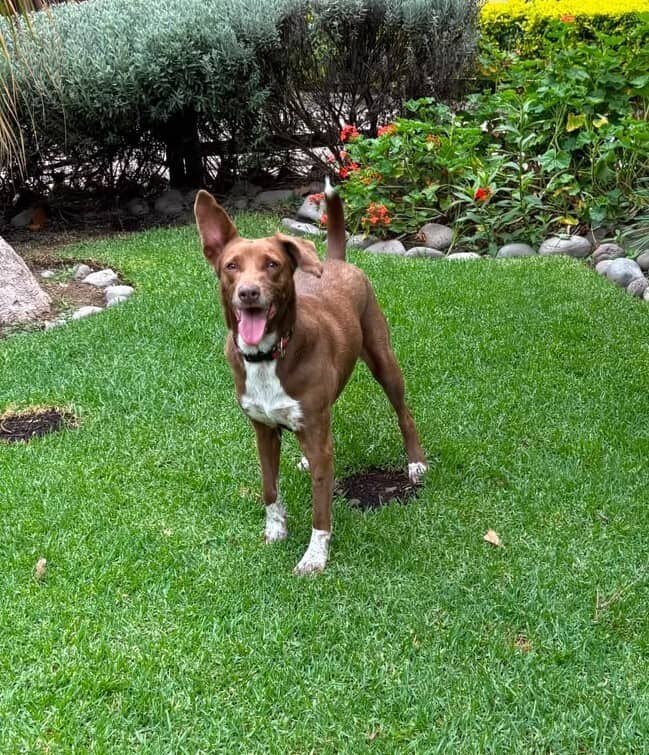 Sol - German Shorthaired Pointer available for adoption in British Columbia