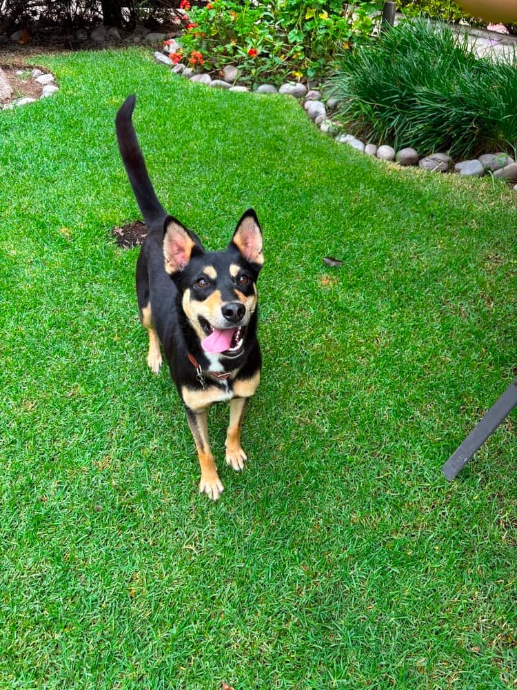 Sarita - Australian Kelpie available for adoption in British Columbia