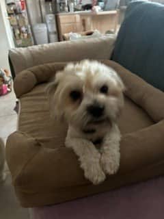 Archie - Maltese available for adoption in British Columbia