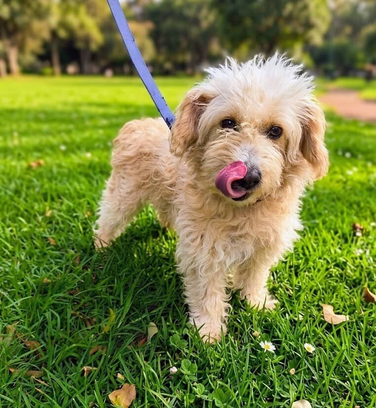 HANNA - No Longer Accepting Applications - Poodle (Miniature) / Maltese available for adoption at West Coast Paws Dog Rescue in Vancouver