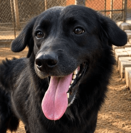 Harry - Labrador Retriever available for adoption in British Columbia