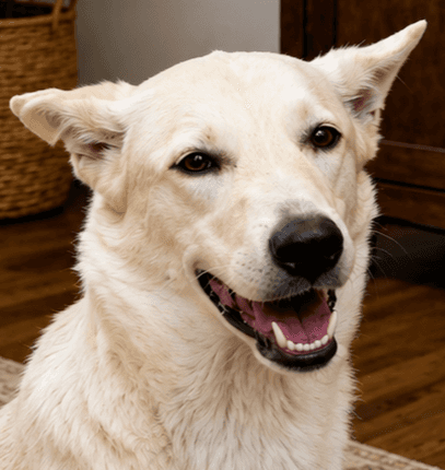 Talg - Golden Retriever / White German Shepherd available for adoption in British Columbia