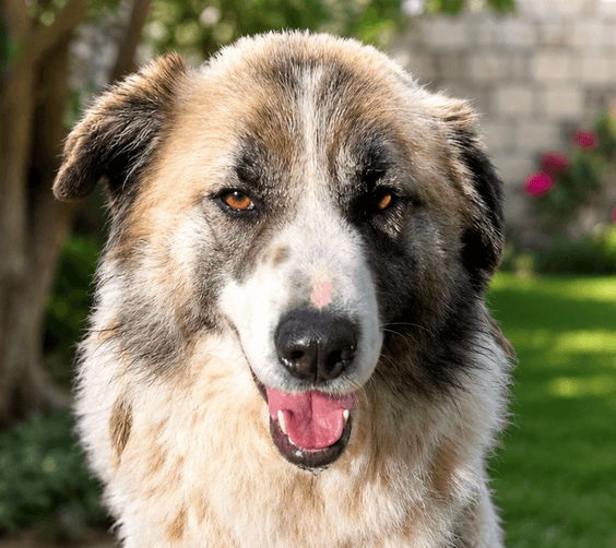 Ether - Great Pyrenees / Border Collie available for adoption in British Columbia