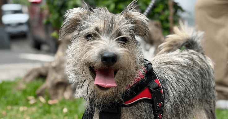 Lupita - Schnauzer (Miniature) available for adoption in British Columbia