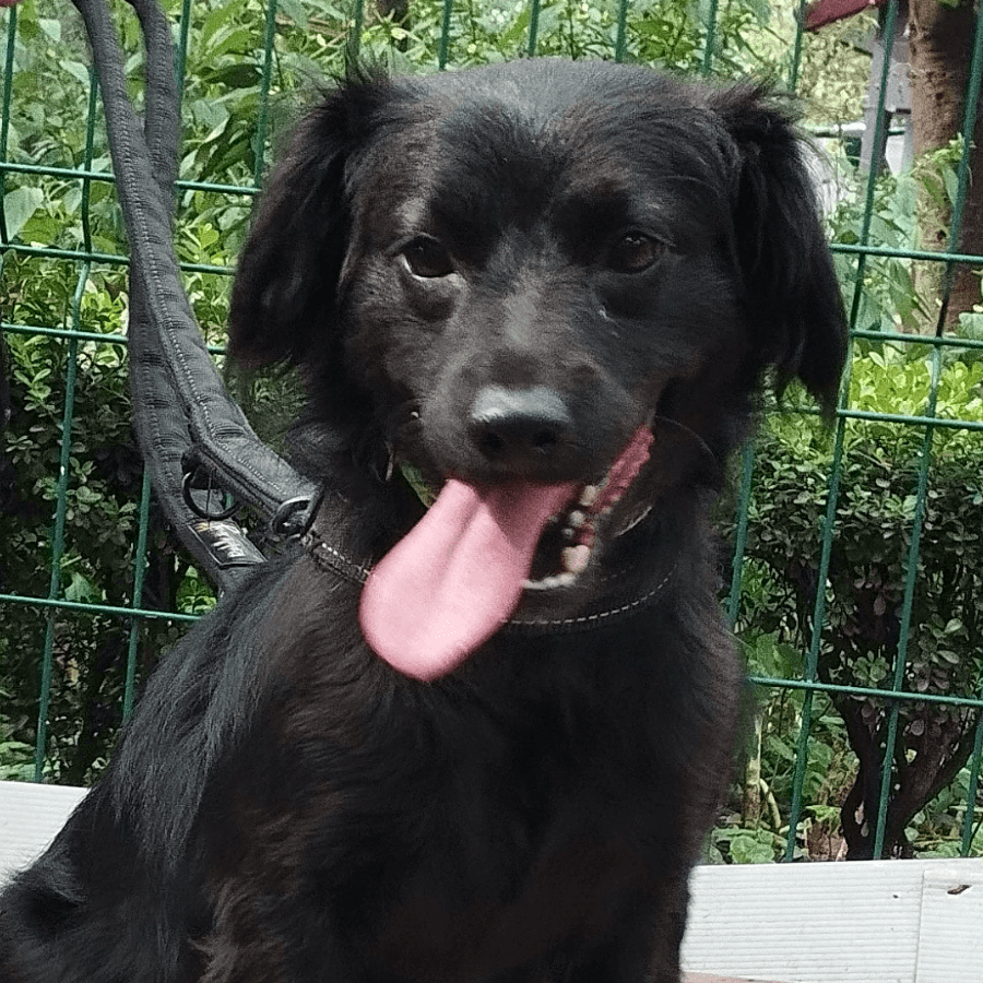 Rafaela - Collie / Retrievers (All Types) available for adoption in British Columbia