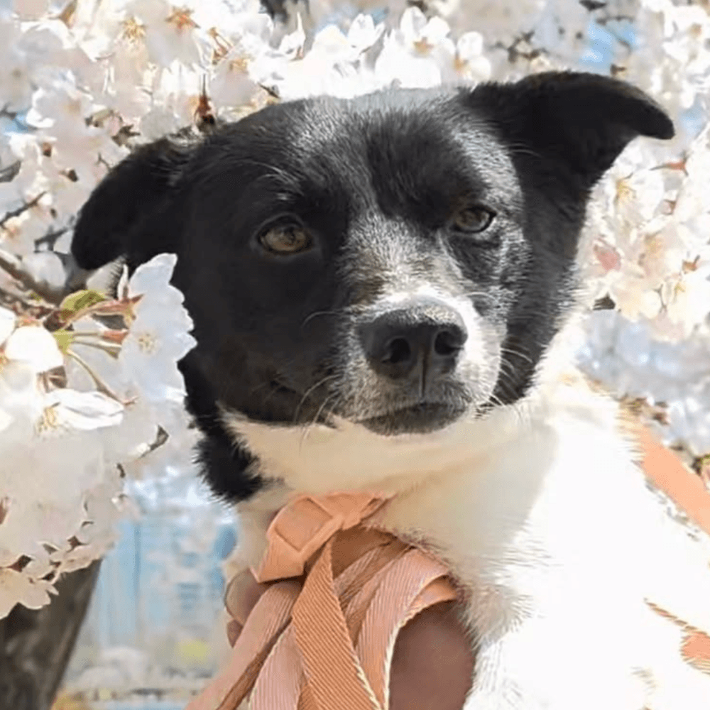 Miley - Jindo / Mixed Breed available for adoption in British Columbia