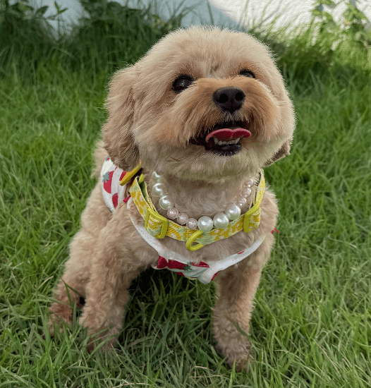 Anya - Miniature Poodle / Maltese available for adoption in British Columbia
