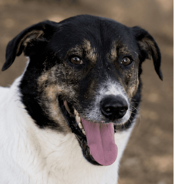 Jasper - Terriers (Medium) / Labrador Retriever available for adoption in British Columbia