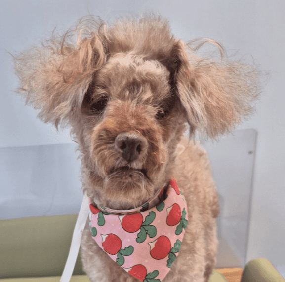 Sammy - Poodle (Miniature) available for adoption in British Columbia