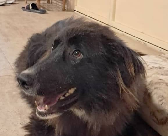 Buster - Shepherds (All Types) / Golden Retriever available for adoption in British Columbia