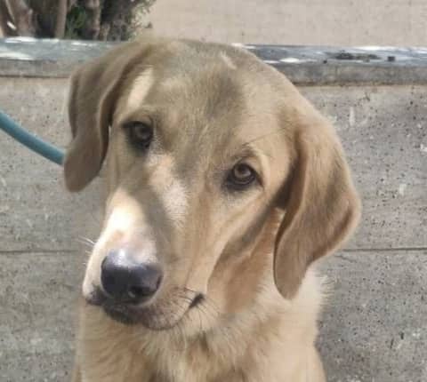 Augie - Labrador Retriever / Anatolian Shepherd available for adoption in British Columbia