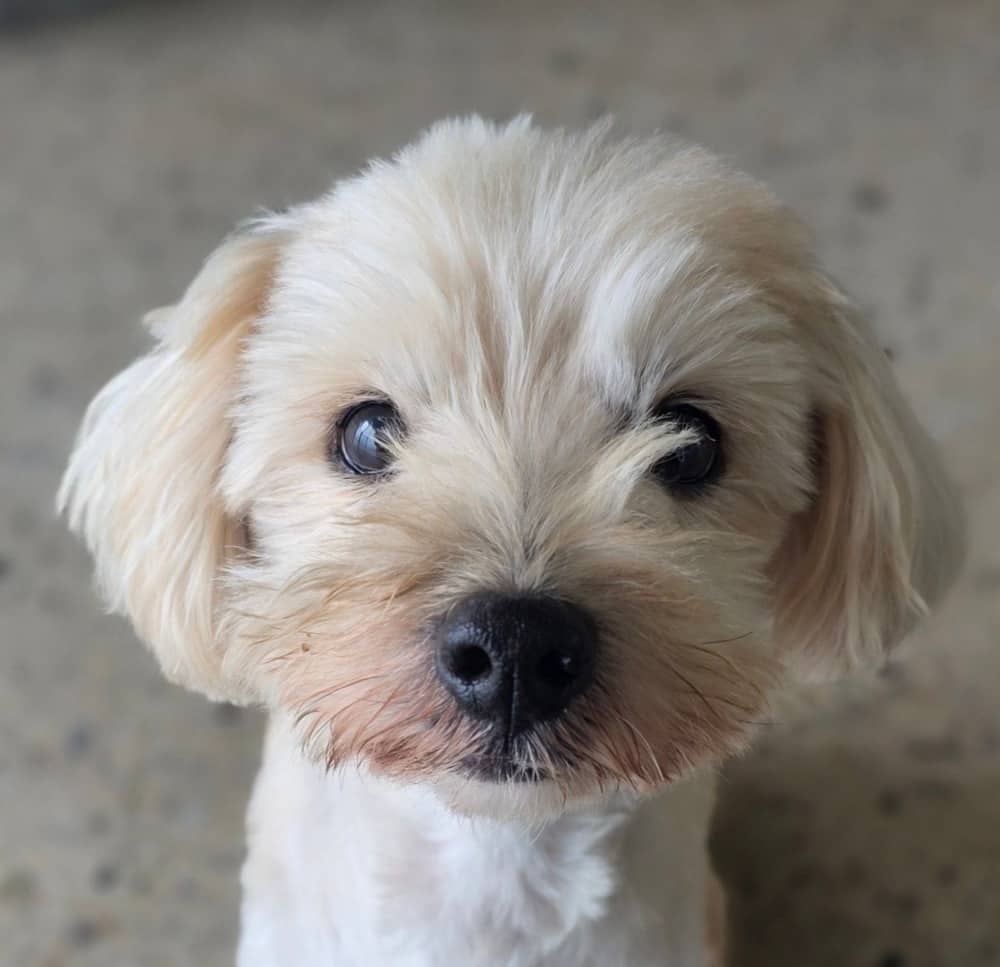 Rangrang - Maltese / Miniature Poodle available for adoption in British Columbia