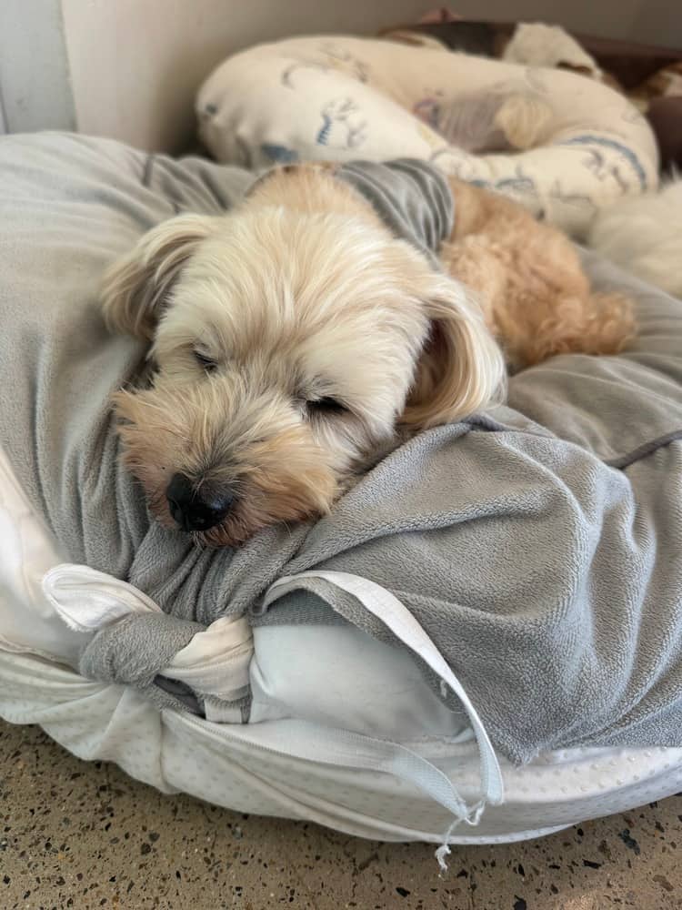 Rangrang - Maltese / Miniature Poodle available for adoption in British Columbia