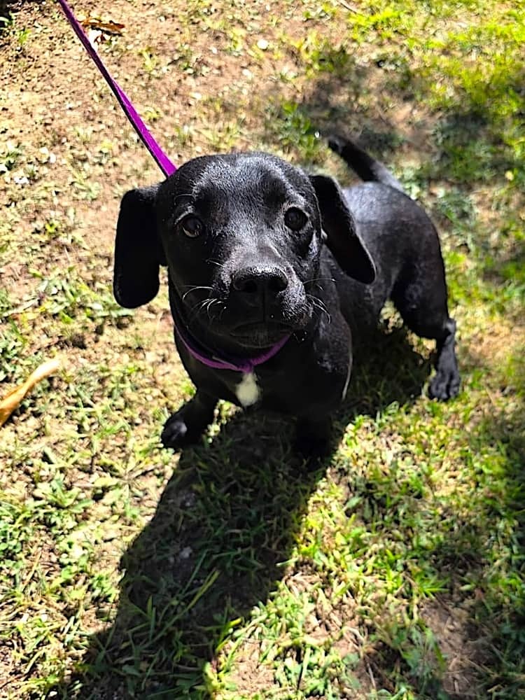 Jodie - Dachshund / Labrador Retriever available for adoption in British Columbia