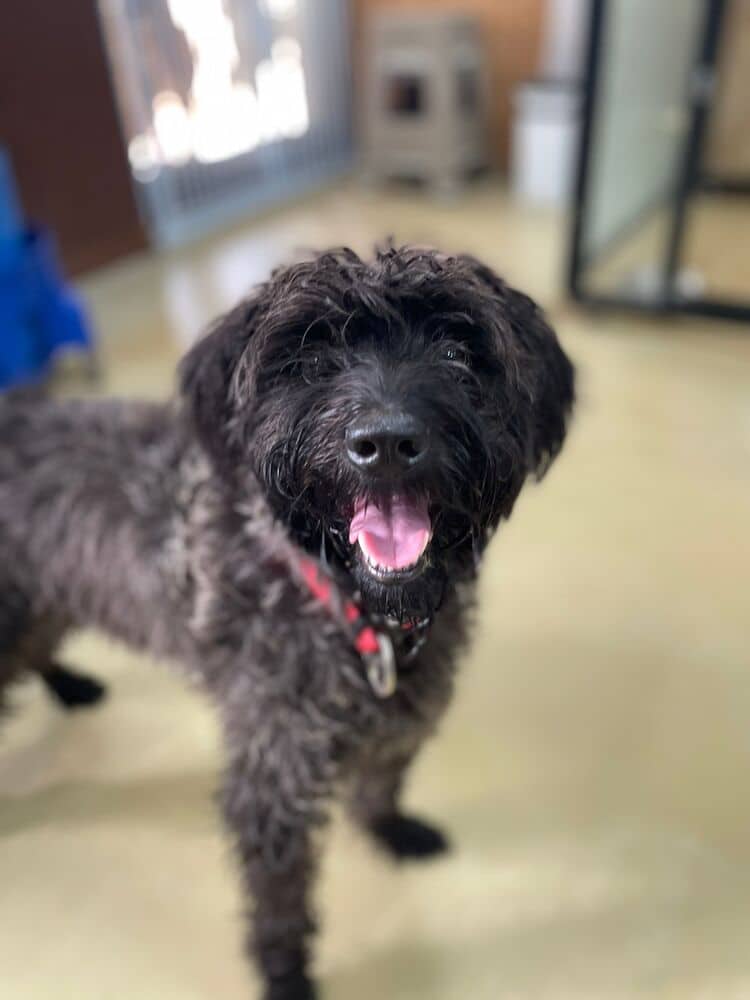 Noodle - Schnauzer (Standard) / Jindo available for adoption in British Columbia