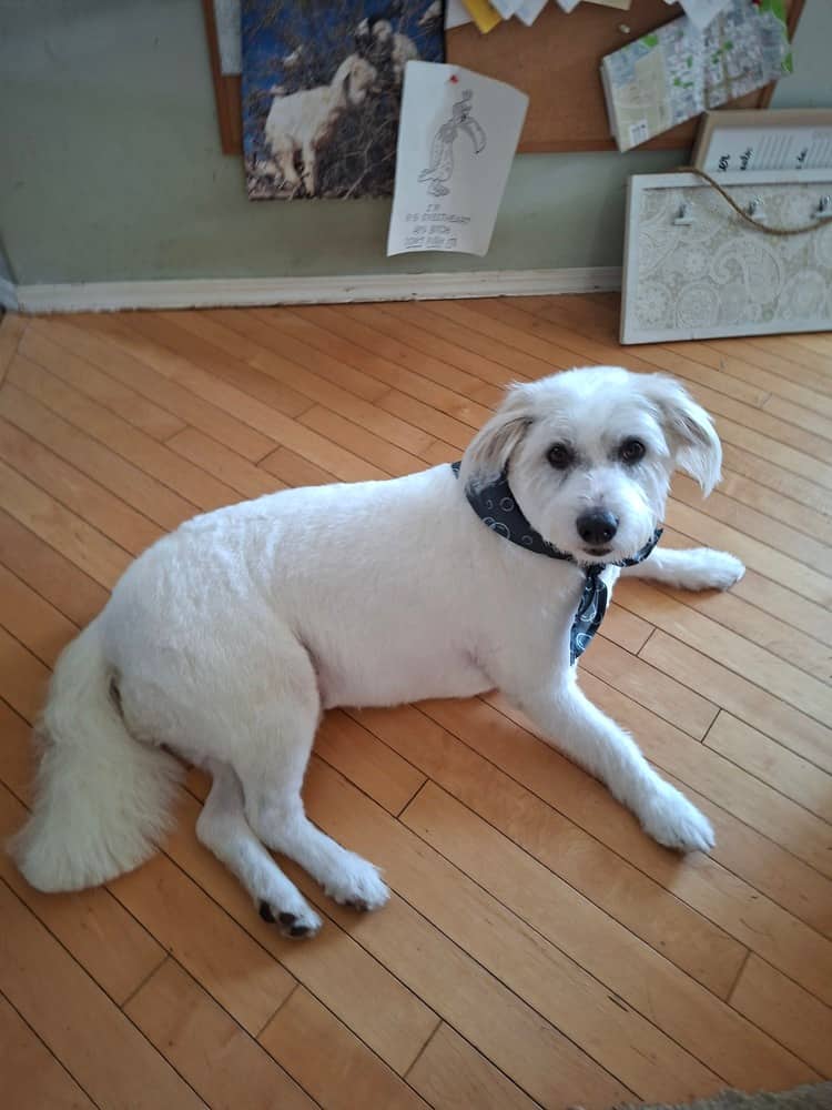Alvin - Jack Russell Terrier / Spitz (Unknown Type, Small) available for adoption in British Columbia