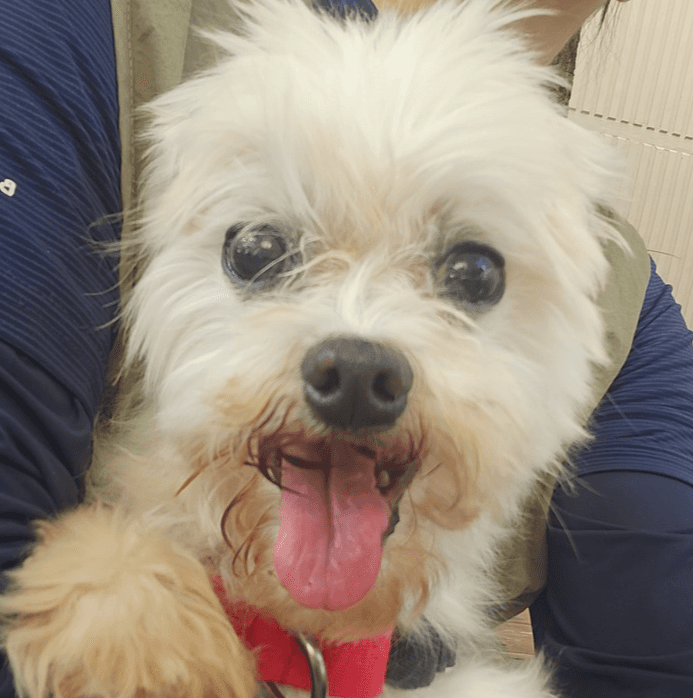 Loui - Maltese available for adoption in British Columbia