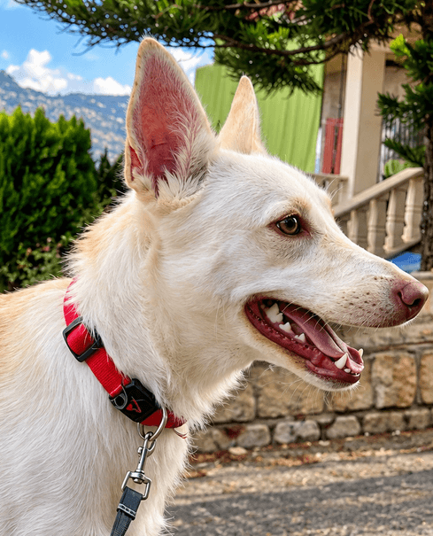 Pearl - Labrador Retriever available for adoption in British Columbia