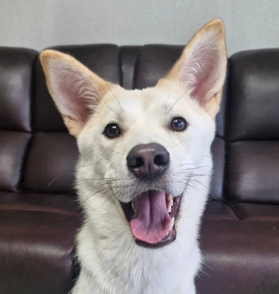 Winona - Jindo available for adoption in British Columbia
