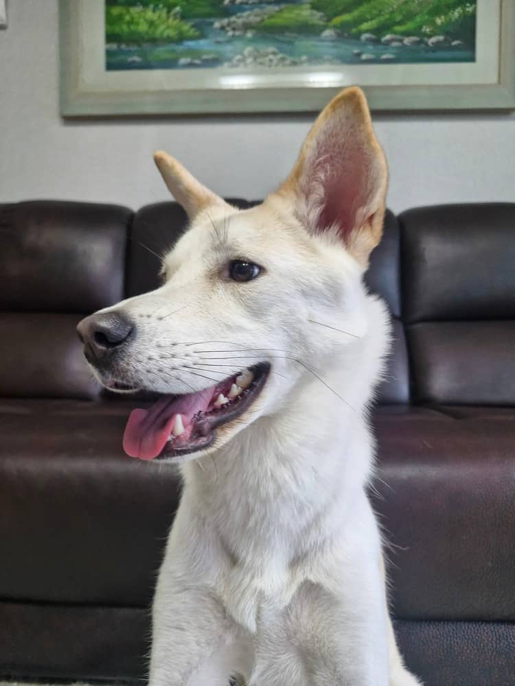 Winona - Jindo available for adoption in Calgary