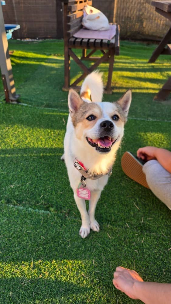 Hugo - Jindo / Spitz (Unknown Type, Small) available for adoption in Calgary
