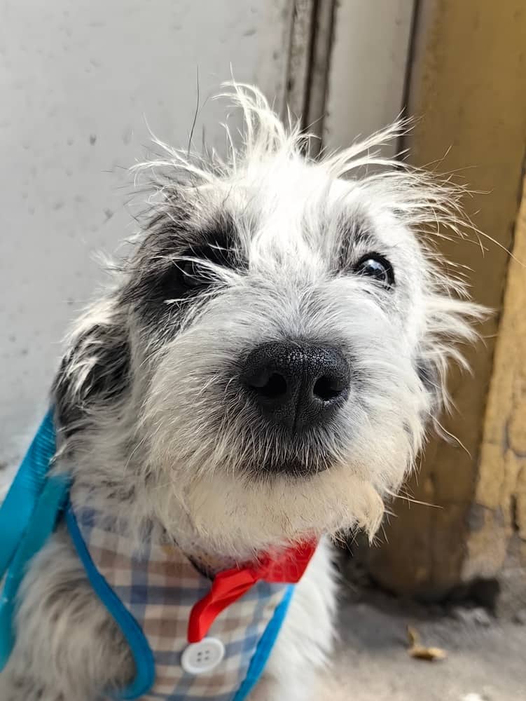 Eros - Terrier (Unknown Type, Small) available for adoption in Calgary