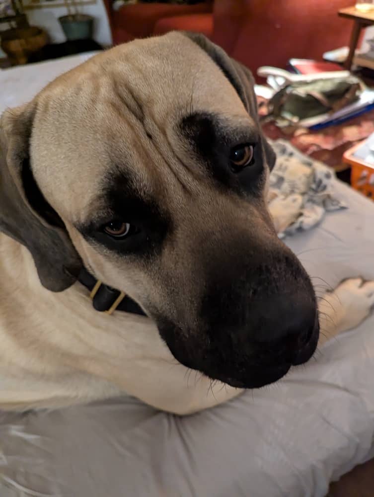 Bruce - Mastiff / English Mastiff available for adoption in British Columbia