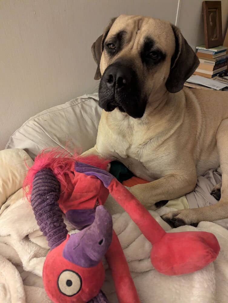 Bruce the Mastiff - Mastiff / English Mastiff available for adoption in British Columbia