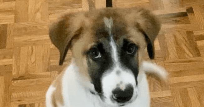 RUMI/Middle East/LF - Anatolian Shepherd available for adoption in British Columbia