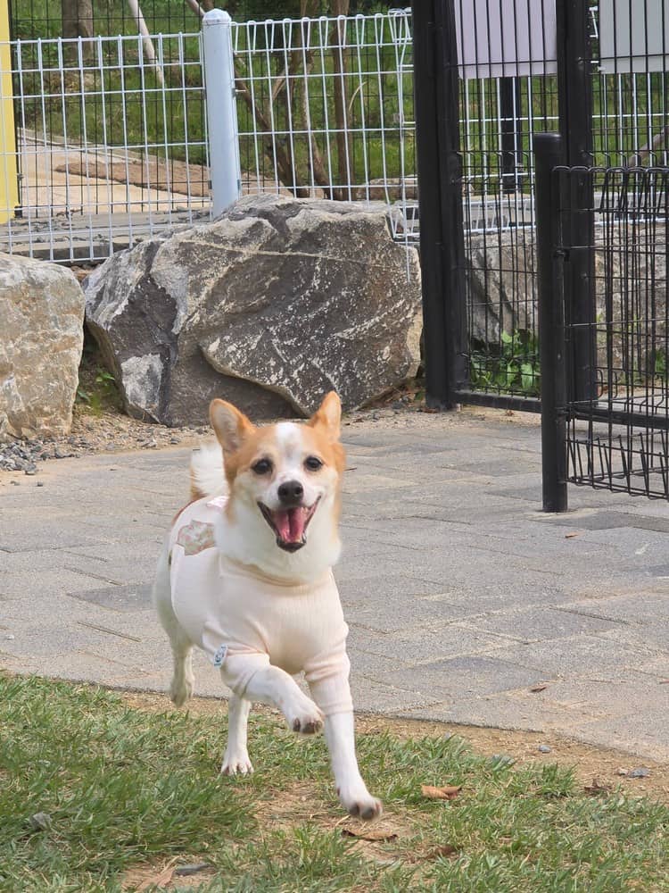Luvie - Spitz (Unknown Type, Small) / Welsh Corgi available for adoption in British Columbia