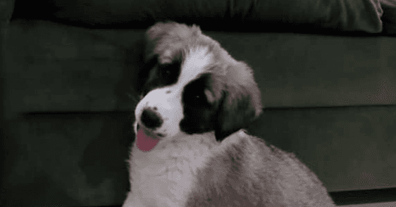Amber - Great Pyrenees available for adoption in British Columbia