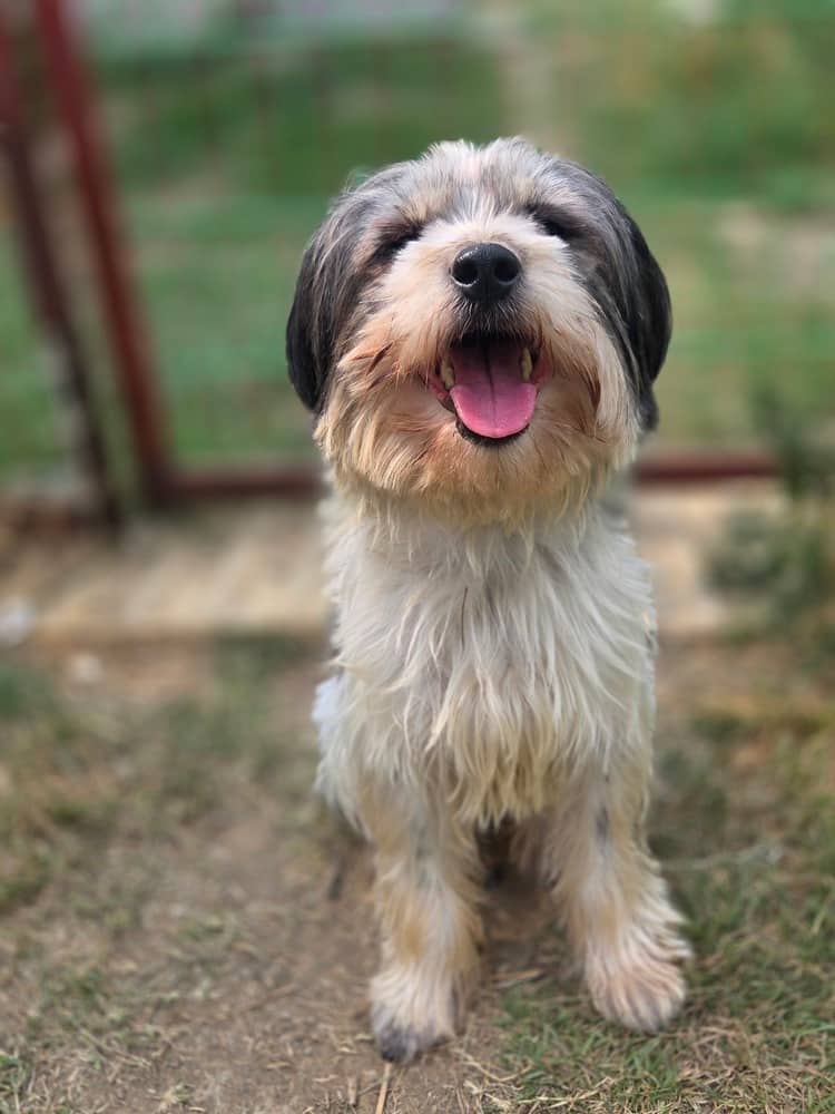 Nabi - Lhasa Apso available for adoption in Calgary