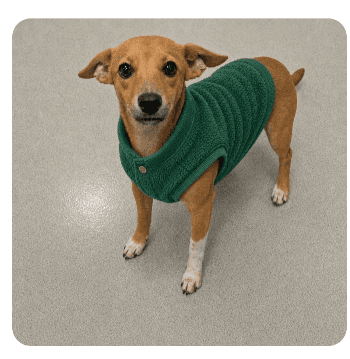 Carmen - Terrier (Unknown Type, Small) / Mixed Breed available for adoption in Calgary
