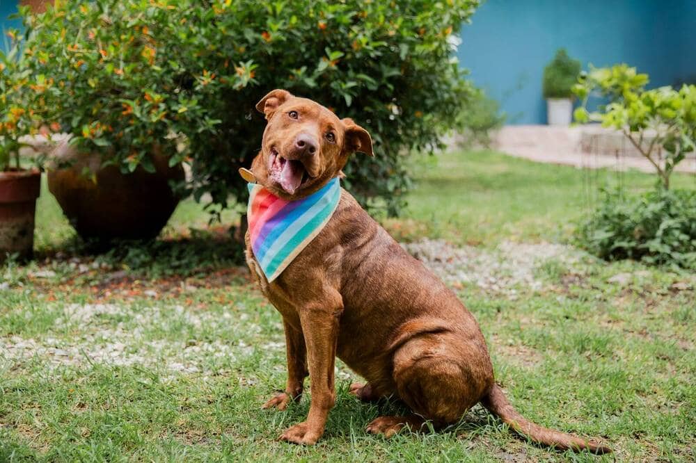 Toffee - Labrador Retriever / Staffordshire Bull Terrier available for adoption in British Columbia