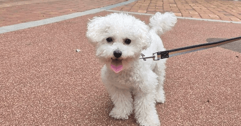 Toto - Bichon Frise available for adoption in British Columbia