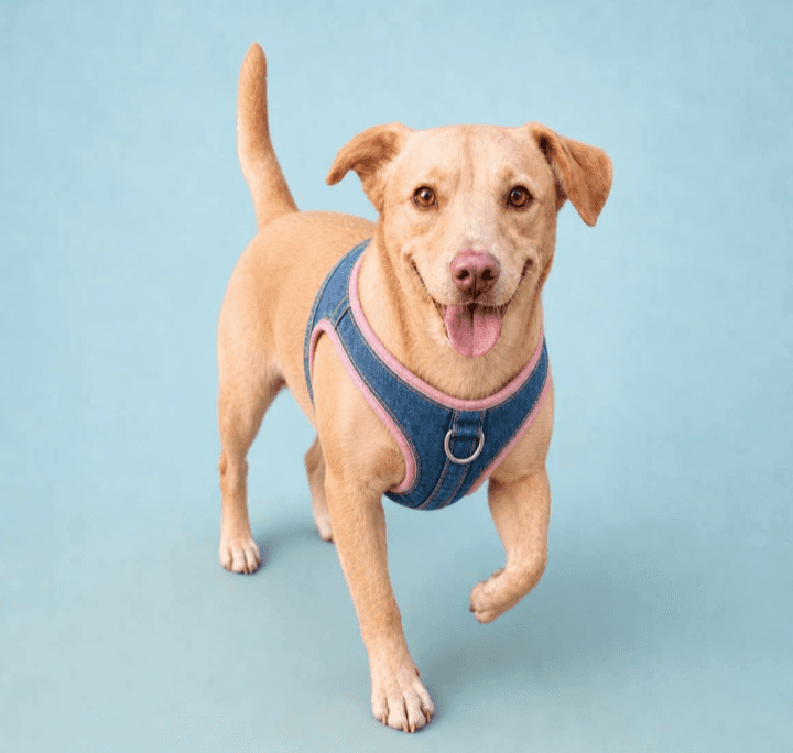 Sydney - Patterdale Terrier (Fell Terrier) / Mixed Breed available for adoption in Calgary
