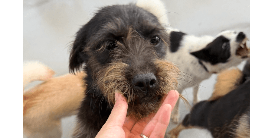 Noni - Terriers (Small) / Mixed Breed available for adoption in Calgary