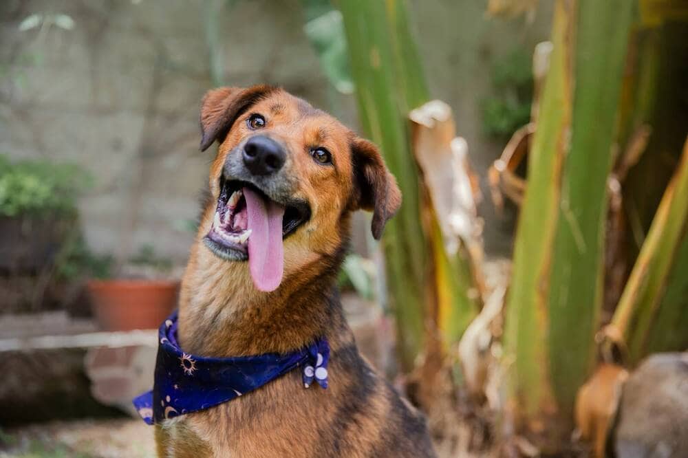 Brillo - Golden Retriever / Shepherds (All Types) available for adoption in British Columbia